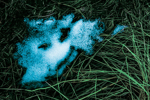 Happy Smug Faced Snow Patch Atop Grass (Cyan Tint Photo)