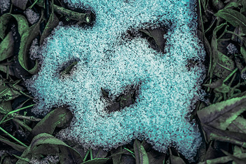 Happy Snow Face Among Dead Twisted Leaves (Cyan Tint Photo)