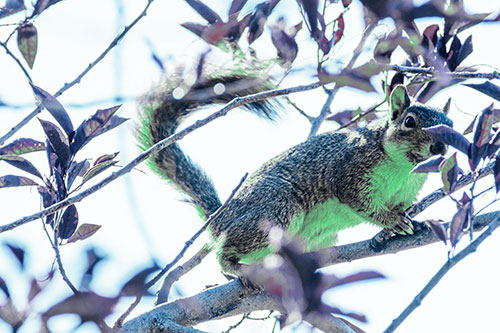 Happy Squirrel With Chocolate Covered Face (Cyan Tint Photo)