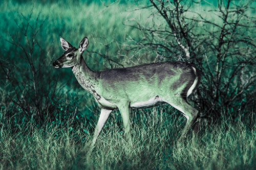Happy White Tailed Deer Enjoying Stroll Through Grass (Cyan Tint)