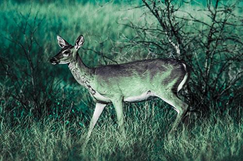 Happy White Tailed Deer Enjoying Stroll Through Grass (Cyan Tint Photo)