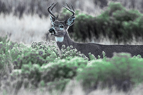 Happy White Tailed Deer Wanders Behind Vegetation (Cyan Tint)