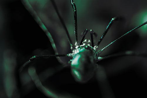 Harvestmen Spider Crawling Among Dead Leaves (Cyan Tint Photo)