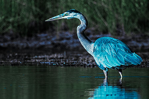 Head Tilting Great Blue Heron Hunting For Fish (Cyan Tint Photo)