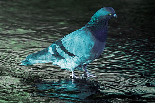 Head Tilting Pigeon Wading Atop River Water (Cyan Tint)