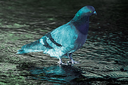 Head Tilting Pigeon Wading Atop River Water (Cyan Tint Photo)
