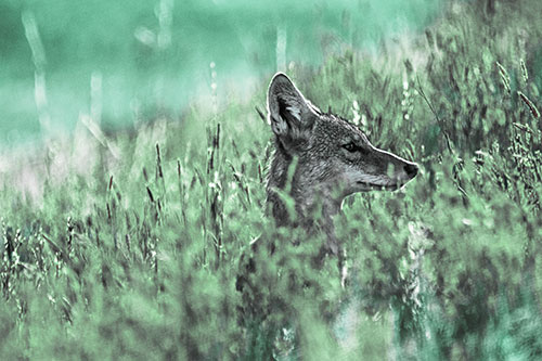 Hidden Coyote Watching Among Feather Reed Grass (Cyan Tint Photo)