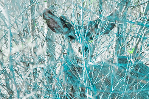 Hidden Mule Deer Watching Behind Tree Branches (Cyan Tint)