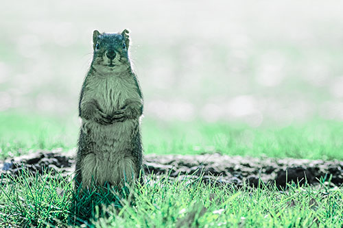Hind Leg Squirrel Standing Among Grass (Cyan Tint Photo)