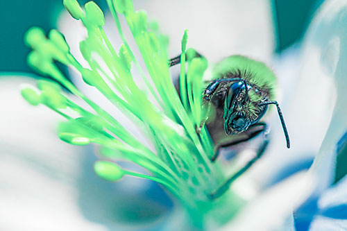 Honey Bee Crawling Among Columbine Flower (Cyan Tint)