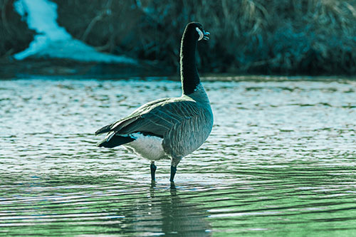 Honking Canadian Goose Standing Among River Water (Cyan Tint Photo)