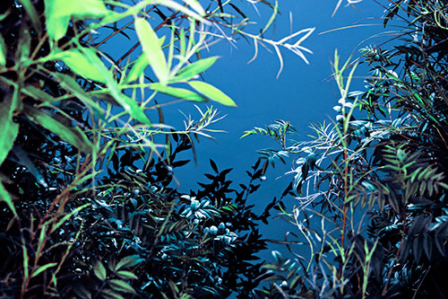 Horde Of Fern Plants Descending Into River Water (Cyan Tint)