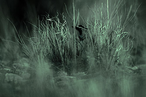 Horned Lark Hiding Among Grass (Cyan Tint Photo)