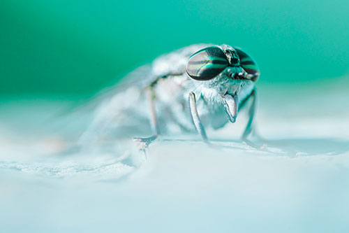 Horse Fly Sticking Tongue Out Among Sunlight (Cyan Tint)