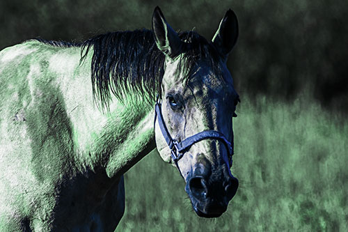 Horse Making Eye Contact (Cyan Tint Photo)