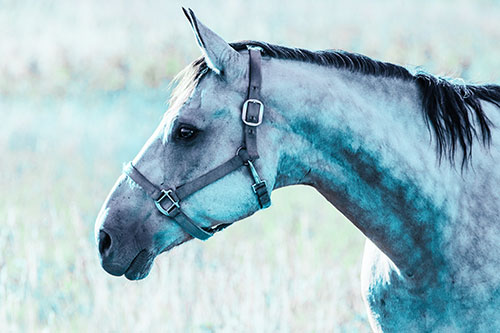 Horse Wearing Bridle Among Sunshine (Cyan Tint Photo)