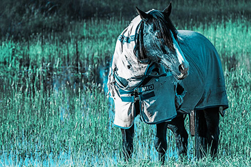 Horse Wearing Coat Atop Wet Grassy Marsh (Cyan Tint)