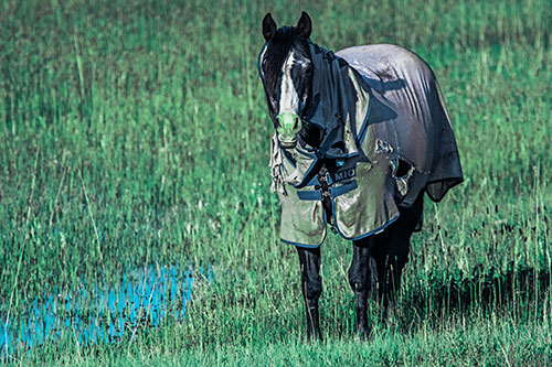 Horse Wearing Coat Standing Along Marsh (Cyan Tint Photo)
