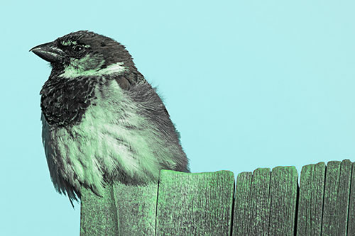 House Sparrow Perched Atop Wooden Post (Cyan Tint Photo)
