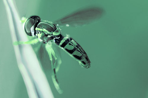 Hoverfly Hugs Grass Blade (Cyan Tint Photo)