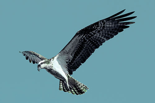 Hovering Osprey Hawk Looking For Fish Below (Cyan Tint)