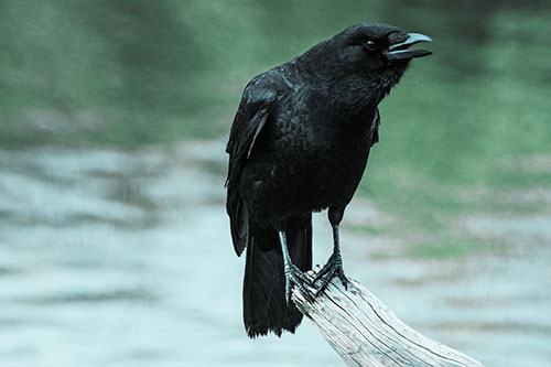 Hunched Over Crow Cawing Atop Broken Tree Log (Cyan Tint)