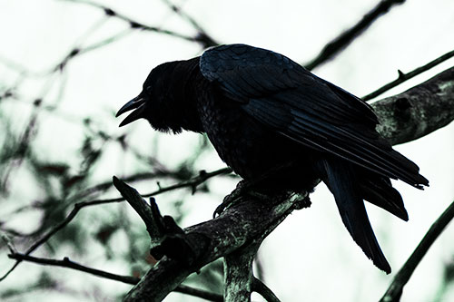 Hunched Over Crow Cawing Atop Tree Branch (Cyan Tint Photo)