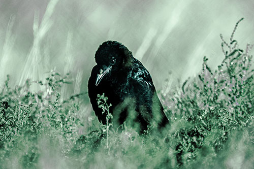 Hunched Over Raven Among Dying Plants (Cyan Tint Photo)