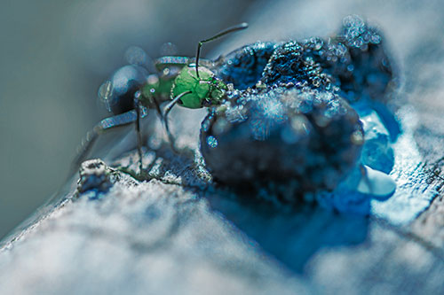 Hungry Carpenter Ant Tears Food Using Mandible Jaws (Cyan Tint Photo)