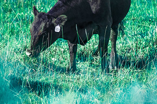Hungry Cow Enjoying Grassy Meal (Cyan Tint Photo)