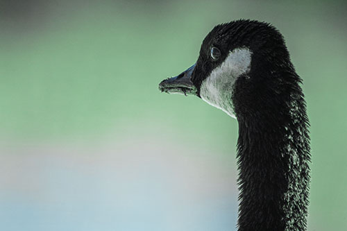 Hungry Crumb Mouthed Canadian Goose Senses Intruder (Cyan Tint Photo)