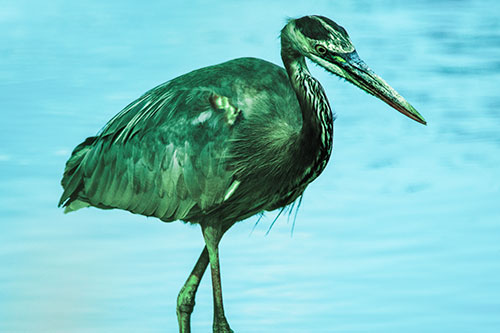 Hungry Great Blue Heron Spots Swimming Fish (Cyan Tint)