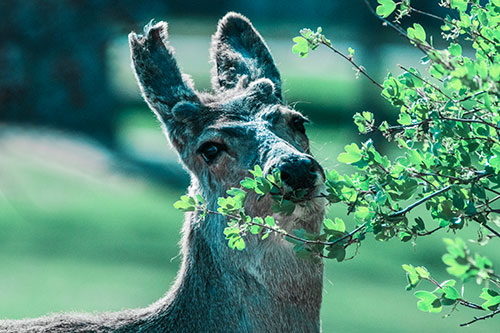 Hungry Lone Mule Deer Chewing Tree Leaves (Cyan Tint)