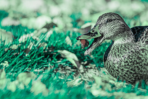 Hungry Mallard Duck Devours Cherry (Cyan Tint)