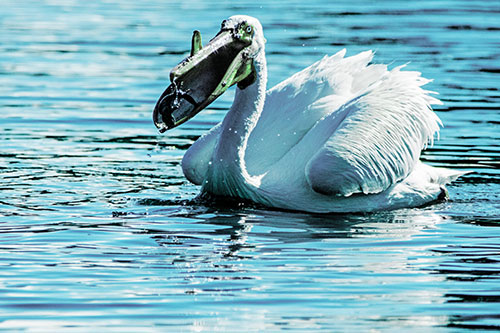 Hungry Pelican Captures Salamander For Breakfast (Cyan Tint)