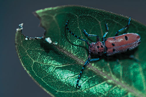 Hungry Red Milkweed Beetle Rests Among Chewed Leaf (Cyan Tint Photo)