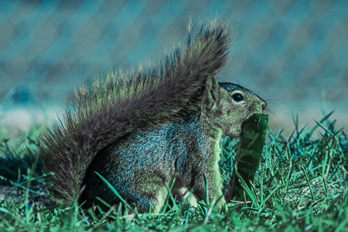 Hungry Squirrel Chews Watermelon Among Grass (Cyan Tint)