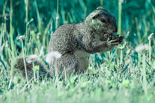 Hungry Squirrel Feasting Among Dandelions (Cyan Tint Photo)
