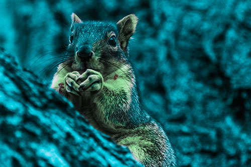 Hungry Squirrel Feasting Among Sloping Tree Branch (Cyan Tint Photo)
