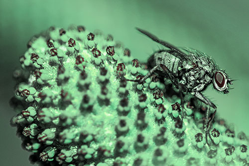 Hunter Fly Rests Among Sloping Coneflower (Cyan Tint)