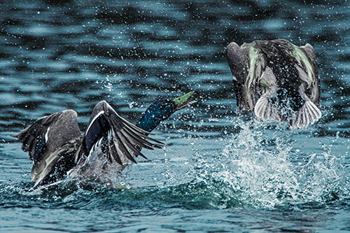 Hyper Water Splashing Mallard Ducks Playing Among Lake (Cyan Tint)