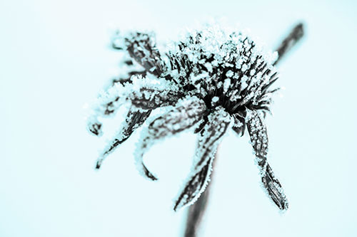 Ice Frost Consumes Dead Frozen Coneflower (Cyan Tint Photo)