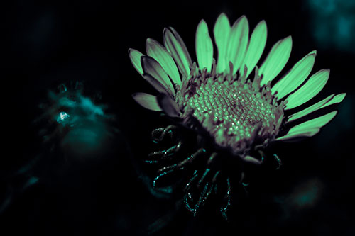 Illuminated Gumplant Flower Surrounded By Darkness (Cyan Tint Photo)