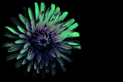 Illuminated Taraxacum Flower In Darkness (Cyan Tint Photo)