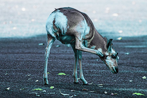 Itchy Pronghorn Scratches Neck Among Autumn Leaves (Cyan Tint Photo)
