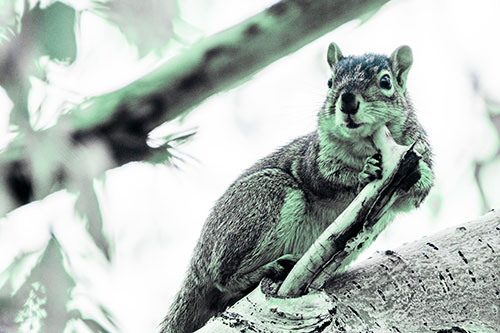 Itchy Squirrel Gets Tree Branch Massage (Cyan Tint Photo)