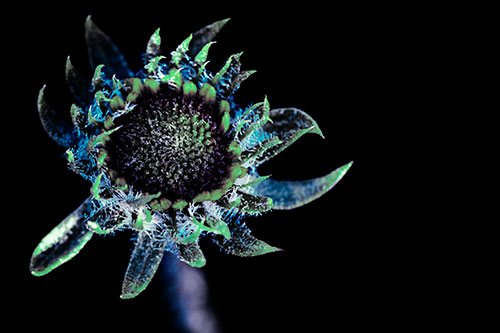 Jagged Tattered Rayless Sunflower (Cyan Tint Photo)