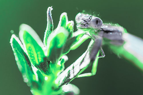 Joyful Dragonfly Enjoys Sunshine Atop Plant (Cyan Tint Photo)
