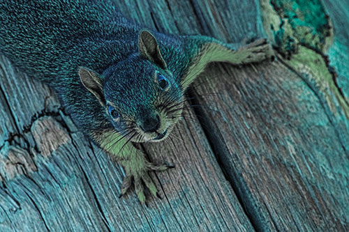 Joyful Squirrel Looking Upwards Among Wooden Pole (Cyan Tint)
