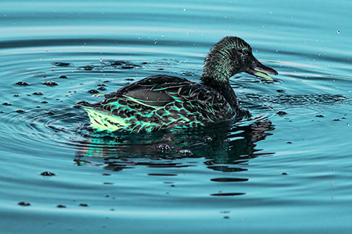 Joyful Water Splashing Mallard Duck Enjoying Calm Lake (Cyan Tint)